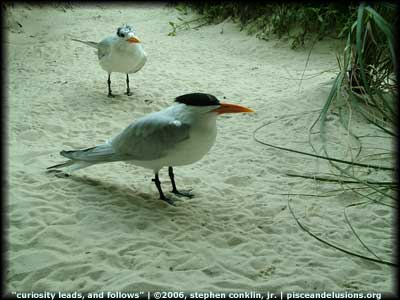 Curiosity Leads and Follows, by Stephen Conklin, Jr., pisceandelusions.org