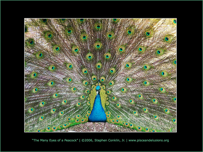 The Many Eyes of a Peacock, by Stephen Conklin, Jr. - www.pisceandelusions.org