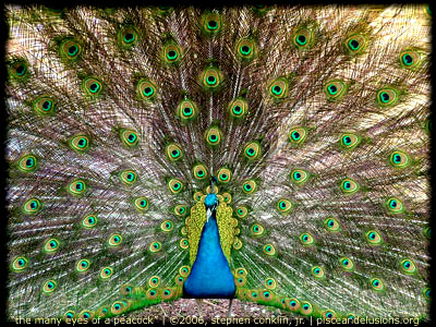 The Many Eyes of a Peacock, by Stephen Conklin, Jr., pisceandelusions.org