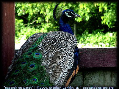 Peacock on Watch, by Stephen Conklin, Jr., pisceandelusions.org