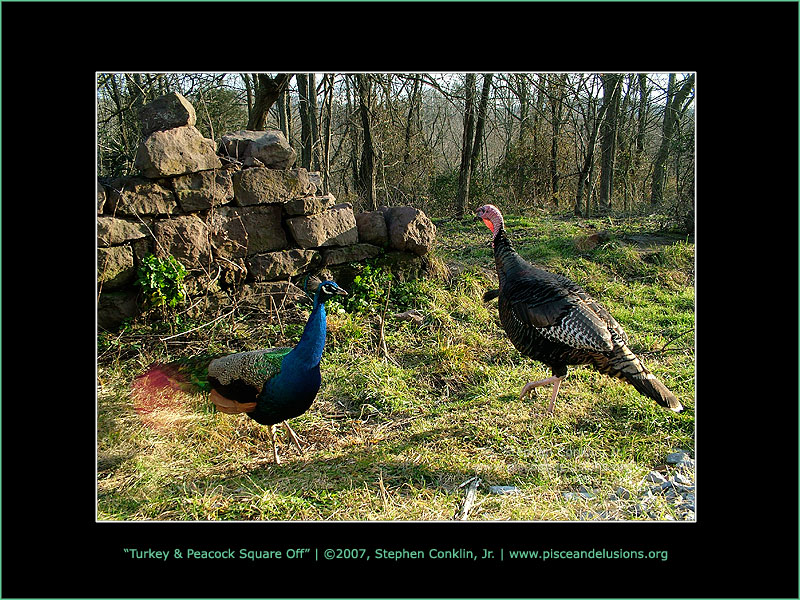 Turkey and Peacock Square Off, by Stephen Conklin, Jr. - www.pisceandelusions.org