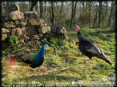 Turkey & Peacock Square Off, by Stephen Conklin, Jr., pisceandelusions.org