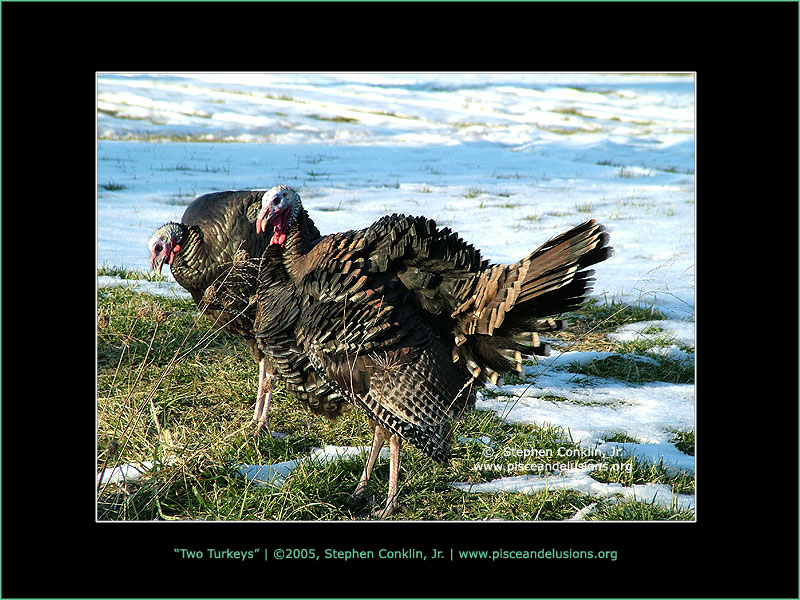 Two Turkeys, by Stephen Conklin, Jr. - www.pisceandelusions.org