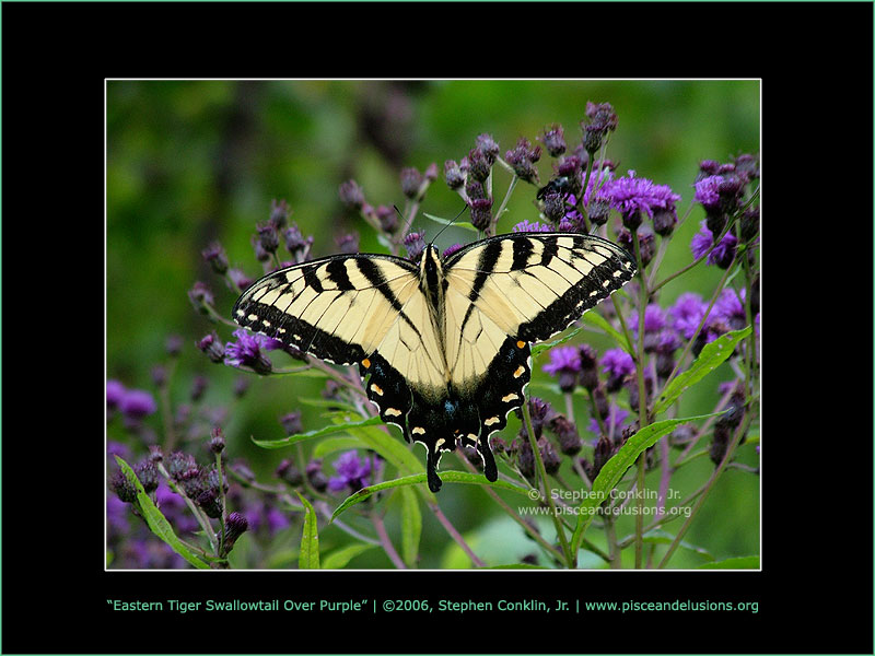 Eastern Tiger Swallowtail on Purple, by Stephen Conklin, Jr. - www.pisceandelusions.org