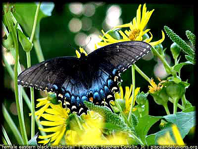 Eastern Black Tiger Swallowtail, by Stephen Conklin, Jr., pisceandelusions.org