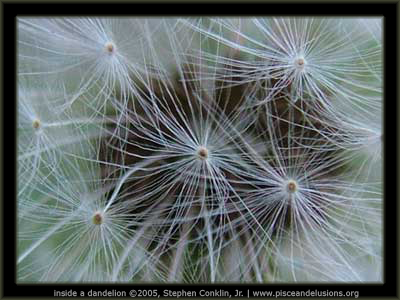 Inside a Dandelion, by Stephen Conklin, Jr., pisceandelusions.org