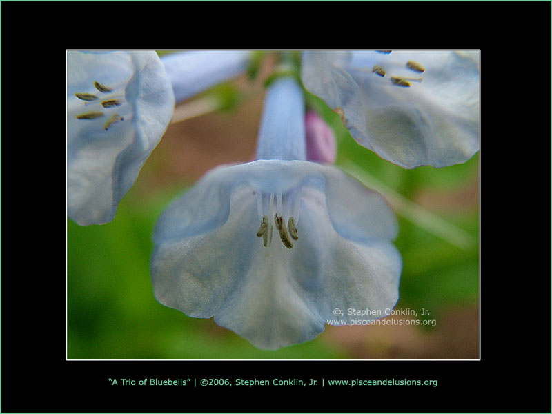 A Trio of Bluebells, by Stephen Conklin, Jr. - www.pisceandelusions.org