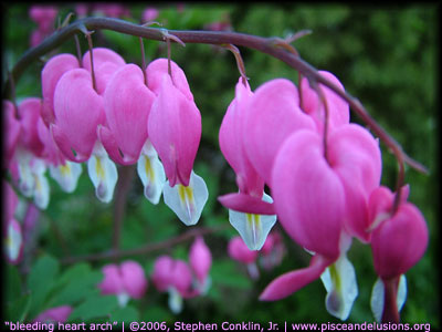 Bleeding Heart Arch, by Stephen Conklin, Jr., pisceandelusions.org