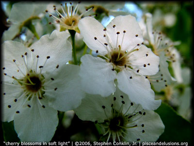 "cherry blossoms in soft light" | &copy;2006, Stephen Conklin, Jr. | www.pisceandelusions.org
