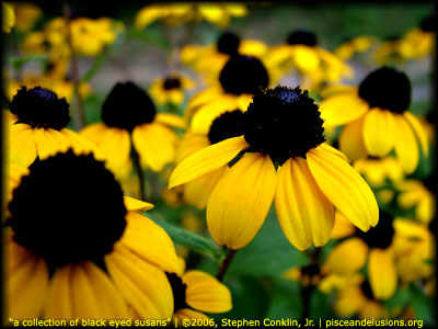 "a collection of black eyed susans" | &copy;2006, Stephen Conklin, Jr. | www.pisceandelusions.org