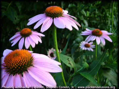 "floating echinacha" | &copy;2006, Stephen Conklin, Jr. | www.pisceandelusions.org