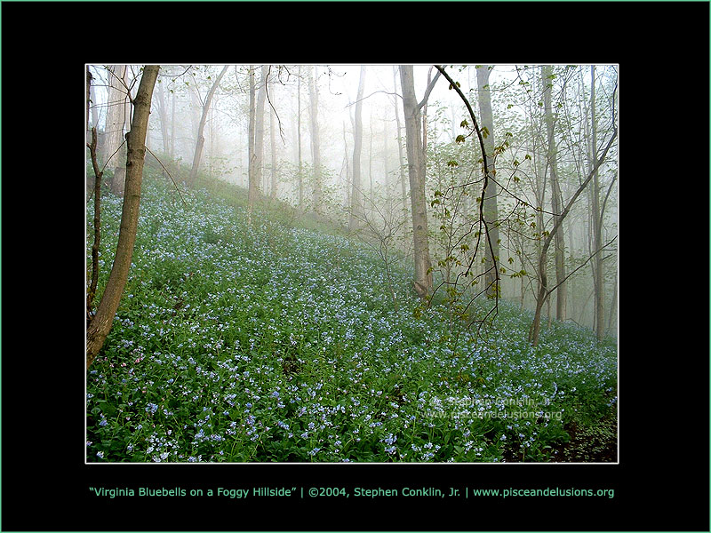 Virginia Bluebells Upon a Foggy Hillside, by Stephen Conklin, Jr. - www.pisceandelusions.org