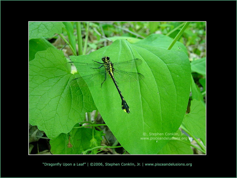 Dragonfly Upon a Leaf, by Stephen Conklin, Jr. - www.pisceandeluisons.org
