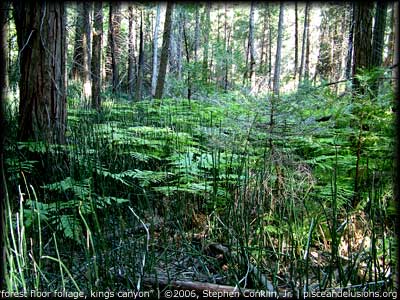 Forest Floor Foliage, by Stephen Conklin, Jr., pisceandelusions.org