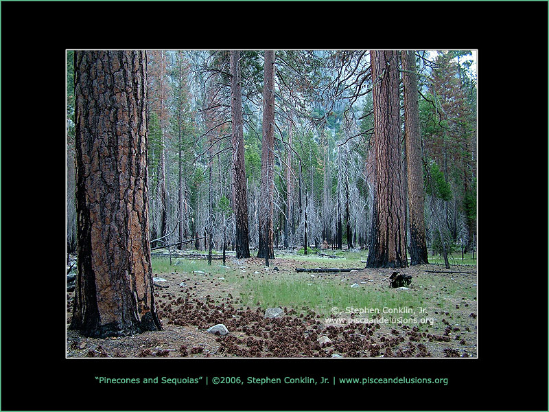 Pinecones and Sequoia Trees, Kings Canyon, by Stephen Conklin, Jr. - www.pisceandelusions.org