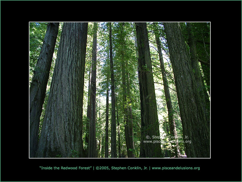 Inside the Redwood Forest, by Stephen Conklin, Jr. - www.pisceandelusions.org
