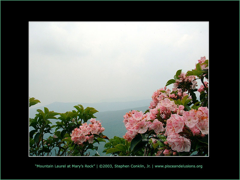 Mountain Laurel at Mary's Rock, by Stephen Conklin, Jr. - www.pisceandelusions.org