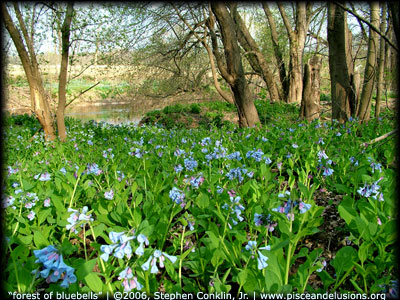 Forest of Bluebells, by Stephen Conklin, Jr., pisceandelusions.org