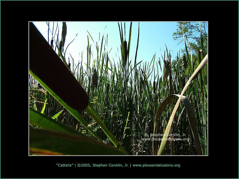 Cattails, by Stephen Conklin, Jr. - www.pisceandelusions.org
