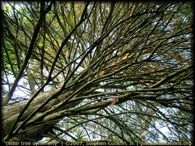 Cedar Tree Symmetry, by Stephen Conklin, Jr., pisceandelusions.org