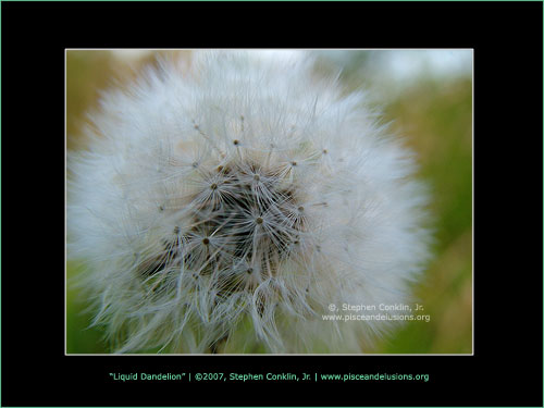 Liquid Dandelion, by Stephen Conklin, Jr. - www.pisceandelusions.org