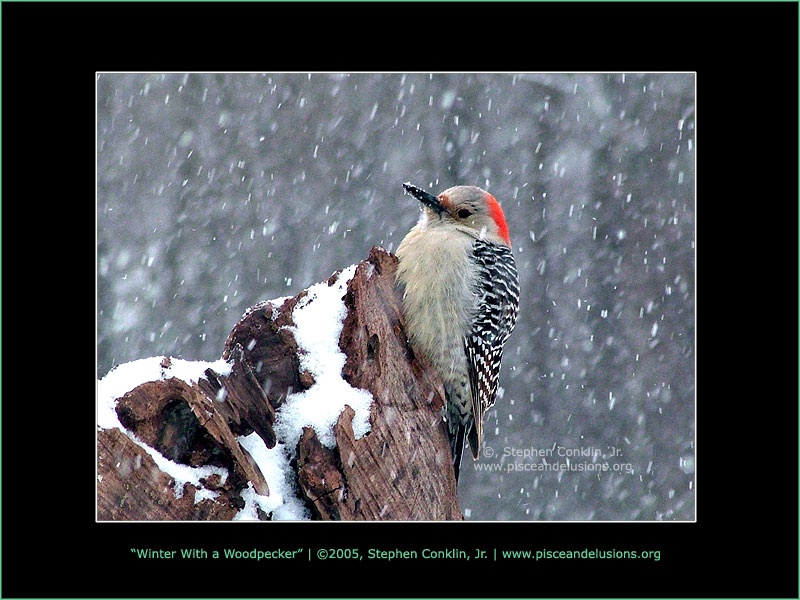 Winter With a Woodpecker, by Stephen Conklin, Jr., www.pisceandelusions.org
