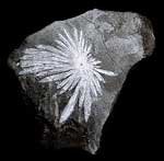 chrysanthemum stone