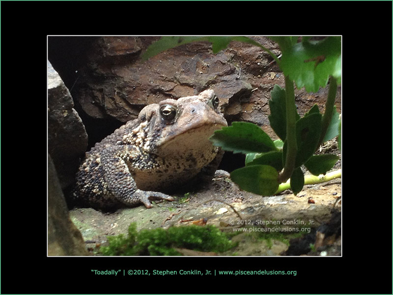 Amphibians Amphibians