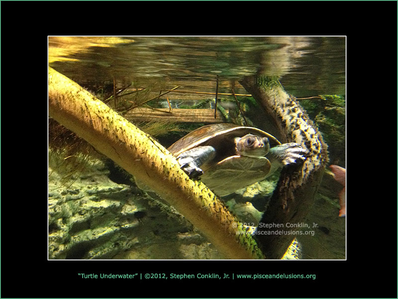 Reptiles Reptiles