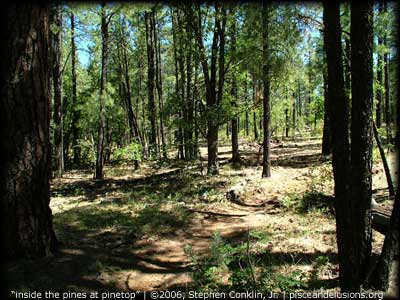 "inside the pines, Pinetop, Arizona" | &copy;2006, Stephen Conklin, Jr. | www.pisceandelusions.org