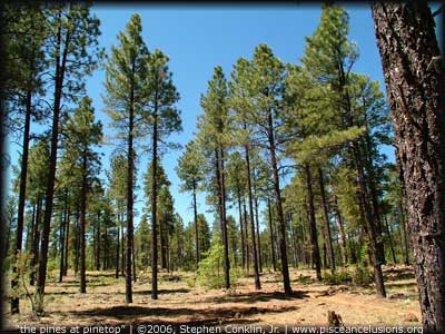 "the pines at Pinetop, Arizona" | &copy;2006, Stephen Conklin, Jr. | www.pisceandelusions.org