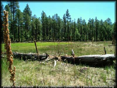 "pines in the distance" | &copy;2006, Stephen Conklin, Jr. | www.pisceandelusions.org