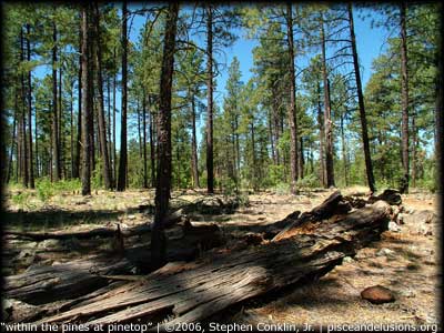 "within the pines at Pinetop, Arizona" | &copy;2006, Stephen Conklin, Jr. | www.pisceandelusions.org