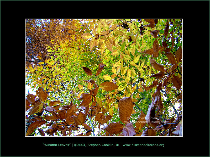 Autumn Leaves, by Stephen Conklin, Jr. - www.pisceandelusions.org