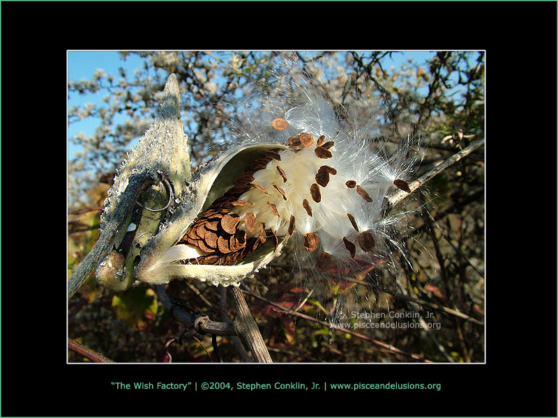 The Wish Factory, Milkweed Pod, by Stephen Conklin, Jr. - www.pisceandelusions.org