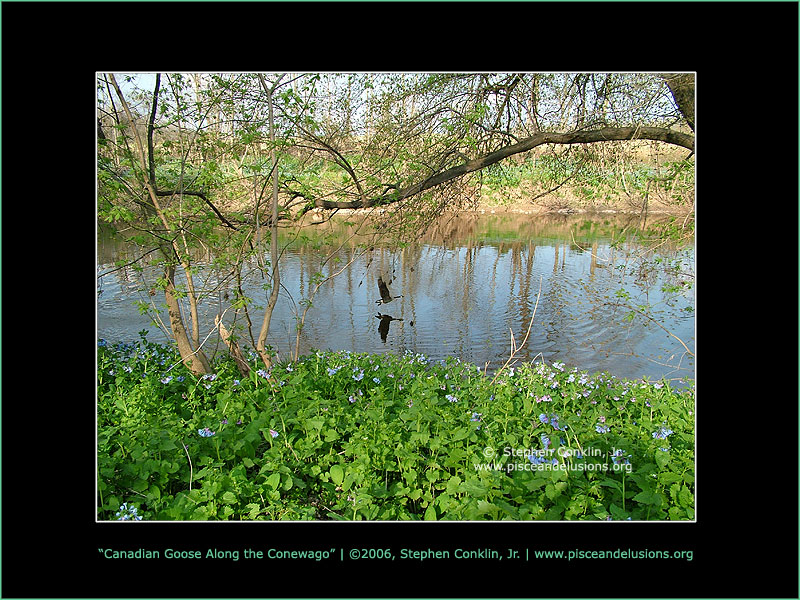 Canadian Goose Along the Conewago, by Stephen Conklin, Jr. - www.pisceandelusions.org