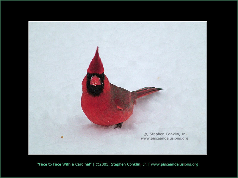 Face to Face with a Cardinal, by Stephen Conklin, Jr. - www.pisceandelusions.org