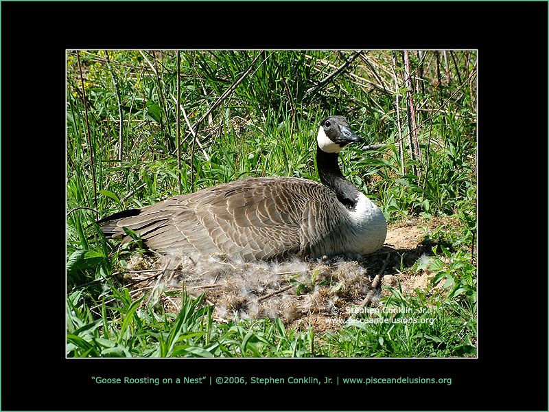 Goose Roosting on a Nest, by Stephen Conklin, Jr. - www.pisceandelusions.org