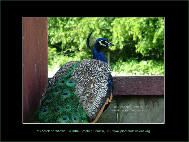 Peacock on Watch, by Stephen Conklin, Jr. - www.pisceandelusions.org