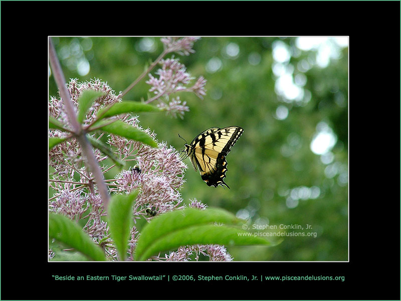 Beside an Eastern Tiger Swallowtail, by Stephen Conklin, Jr. - www.pisceandelusions.org