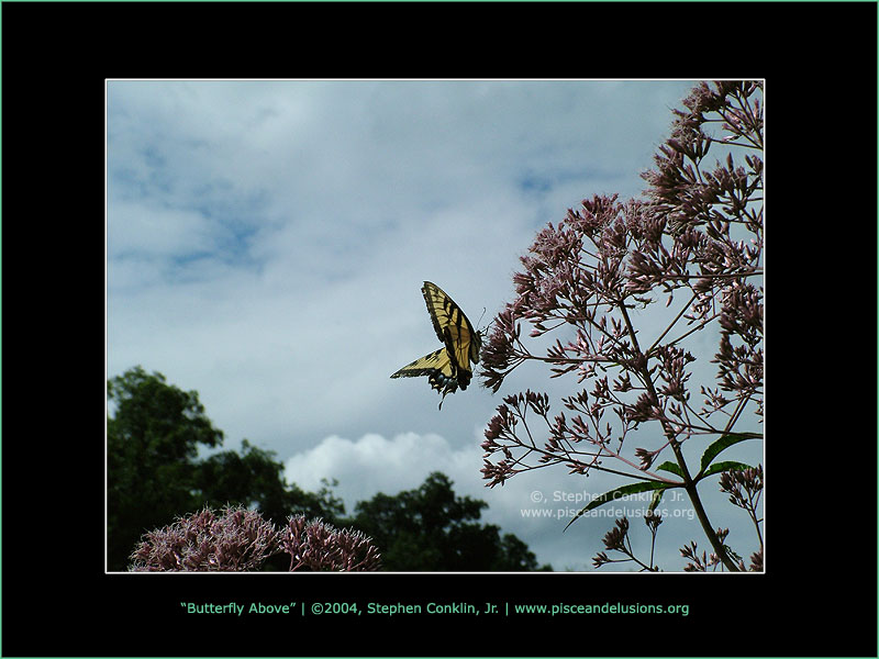 Butterfly Above, by Stephen Conklin, Jr. - www.pisceandelusions.org