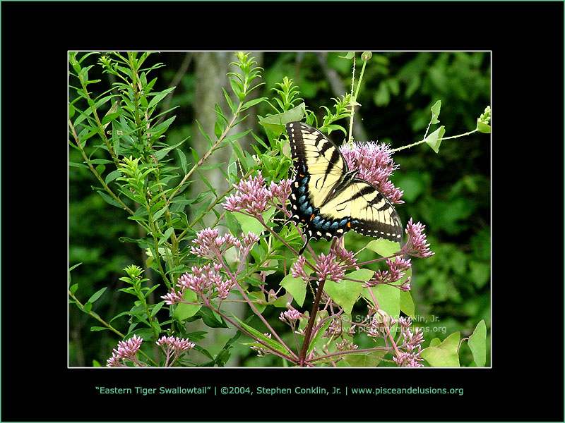 Eastern Tiger Swallowtail, by Stephen Conklin, Jr. - www.pisceandelusions.org