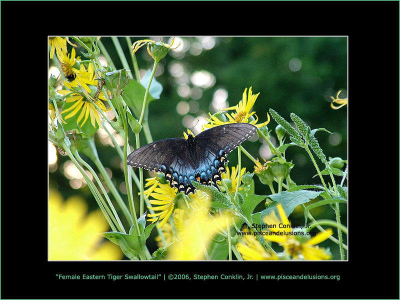 Female Eastern Tiger Swallowtail, by Stephen Conklin, Jr. - www.pisceandelusions.org