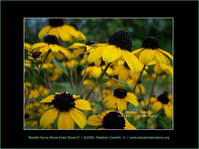 Beside Some Black Eyed Susans, by Stephen Conklin, Jr. - www.pisceandelusions.org