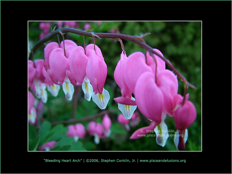 Bleeding Heart Arch, by Stephen Conklin, Jr. - www.pisceandelusions.org