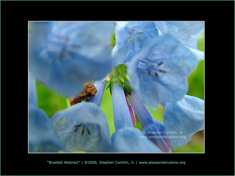 Bluebell Abstract, by Stephen Conklin, Jr. - www.pisceandelusions.org