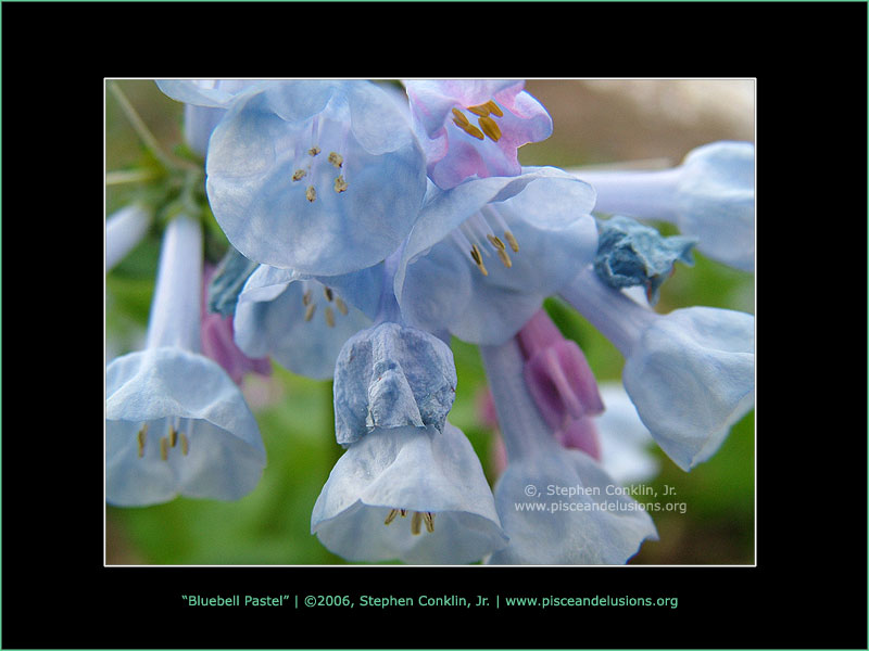 Bluebell Pastel, by Stephen Conklin, Jr. - www.pisceandelusions.org