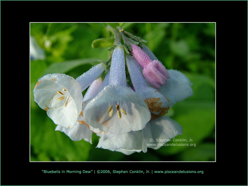 Bluebells in the Morning Dew, by Stephen Conklin, Jr. - www.pisceandelusions.org
