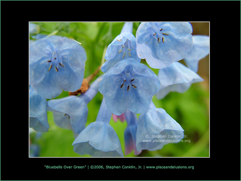 Bluebells Over Green, by Stephen Conklin, Jr. - www.pisceandelusions.org