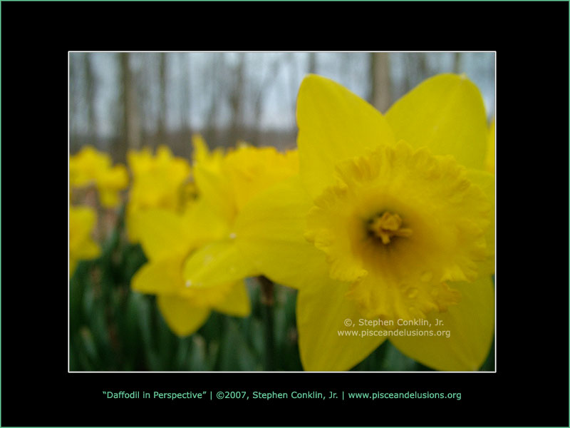 Daffodil in Perspective, by Stephen Conklin, Jr. - www.pisceandelusions.org